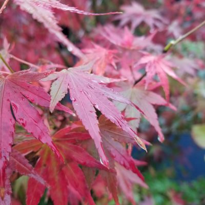 小腹と薬膳とワタシ・少し変えてみる、気づいてみる