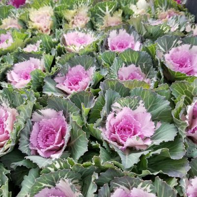 小腹と薬膳とワタシ・胃腸目線での年末年始の過ごし方