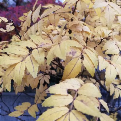 小腹と薬膳とワタシ・本日、冬至ナリ