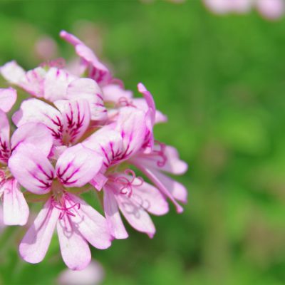 美人になったつもりで