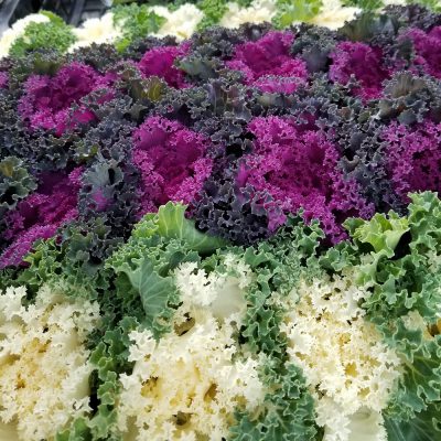 今年もいきいきと磨きましょう☆