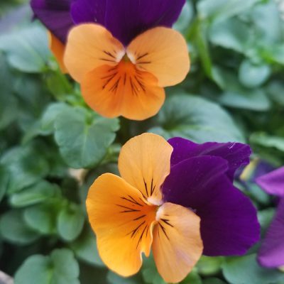 イキイキ輝き素材だより・春の足音