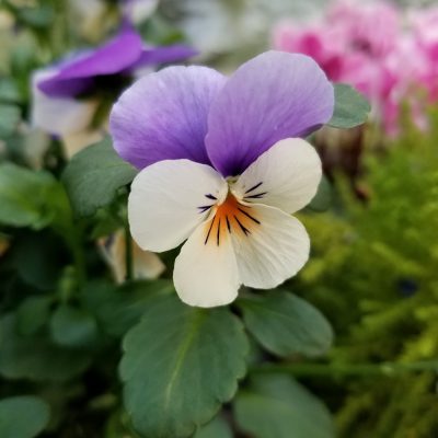 セラピストのスキンケア・その７