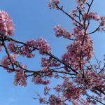 春もすぐそこまで来ています^^