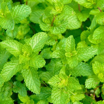 LAGEで花粉症緩和