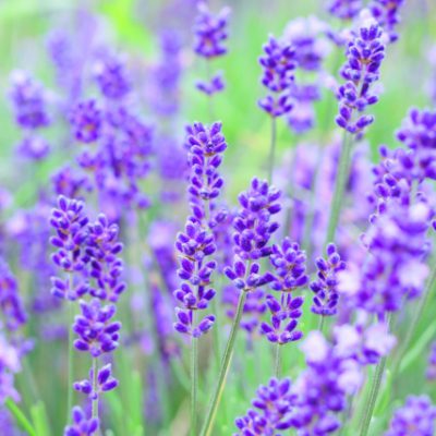 体を整えれば心も整う