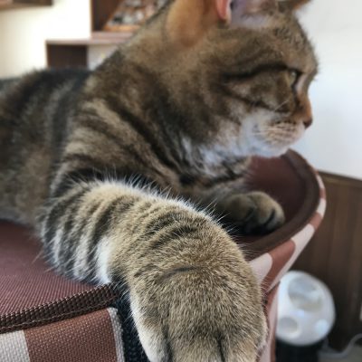 やってみかたっかたコト　その２