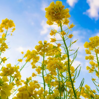 必要なたんぱく質の量って?