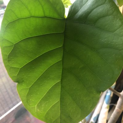 自宅で癒され中