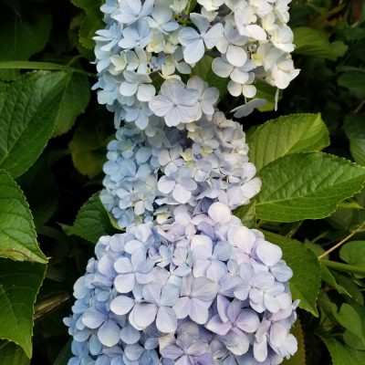 イキイキ輝き素材だより・毎年の楽しみ☆
