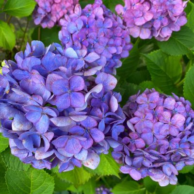 早起きは三文の徳