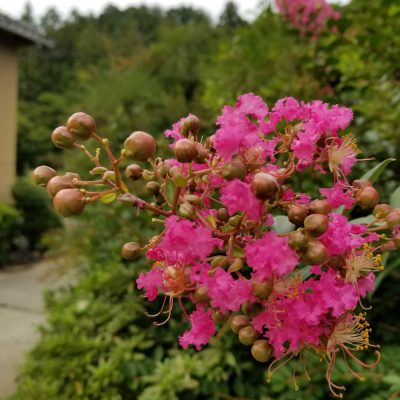 イキイキ輝き素材だより・和みアイテム