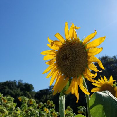 小腹と薬膳とワタシ・薬膳:立秋養生編