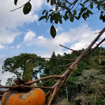 イキイキ輝き素材だより・秋に誘われて(ご近所編)