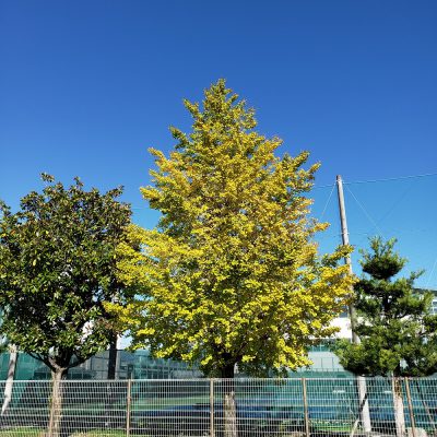 季節の移り変わり