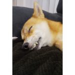 『とっとの部屋～快適な睡眠編～』