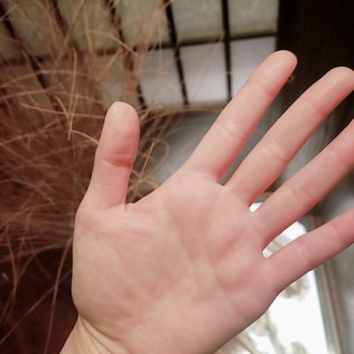 内臓の働き改善にも