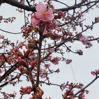 春がやってきました！！
