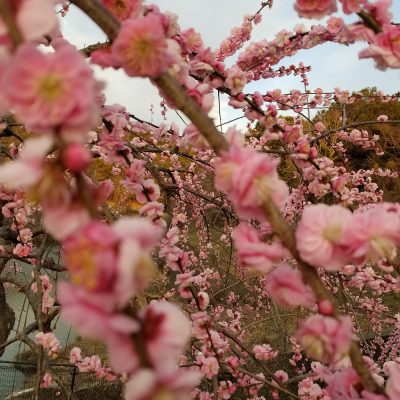 小腹と薬膳とワタシ・啓蟄（けいちつ）の過ごし方