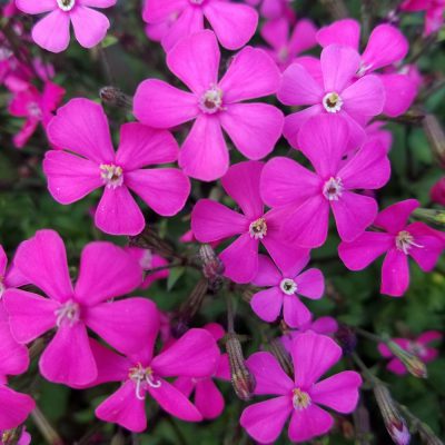 小腹と薬膳とワタシ・春仕様の身体になるには