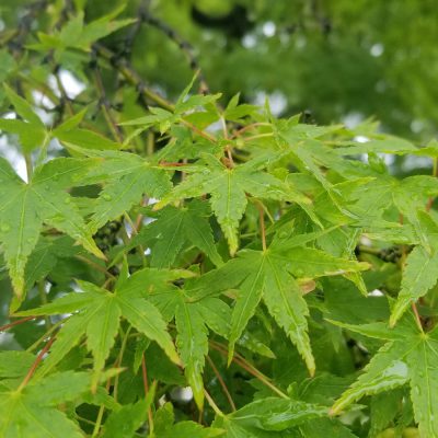 小腹と薬膳とワタシ・薬膳編/立夏を迎えて