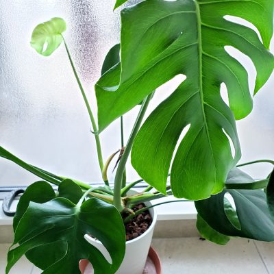 夏に向かって☆