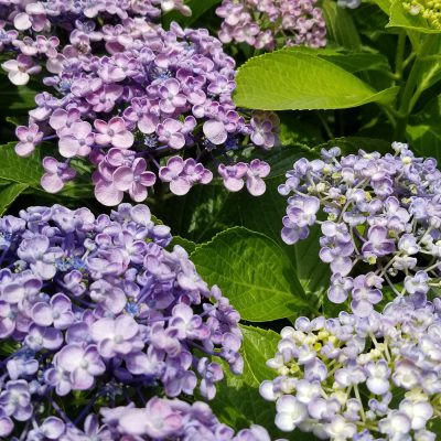 小腹と薬膳とワタシ:薬膳編/夏至の過ごし方・その１