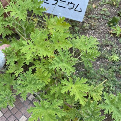 ラジェの香り
