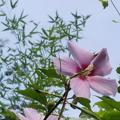 イキイキ輝き素材だより・自然のフシギ