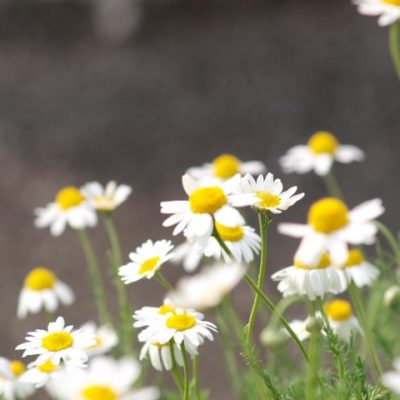 【今週の空き状況のご案内♪】