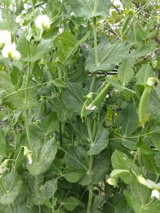 line_oa_chat_250405_162953
