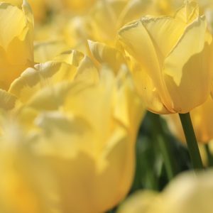 line_oa_chat_250406_173140