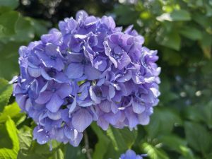 IMG_1115