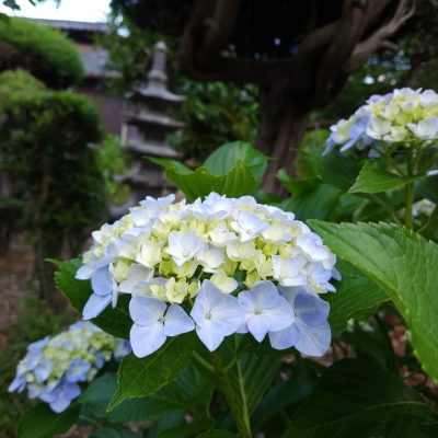 小腹と薬膳とワタシ:薬膳編/夏至の過ごし方・その２