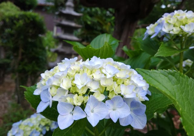 小腹と薬膳とワタシ:薬膳編/夏至の過ごし方・その２