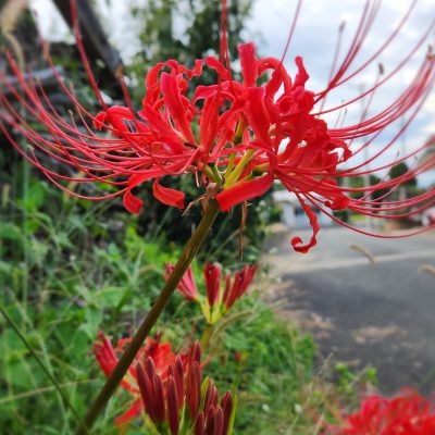 小豆餅店よりお知らせ📢