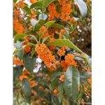 “○○”の歪みを正して秋の不調をリセット