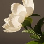 【　一生通えるサロン　】とは？