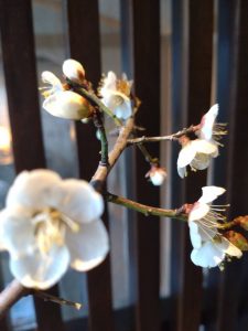 line_oa_chat_260120_144117