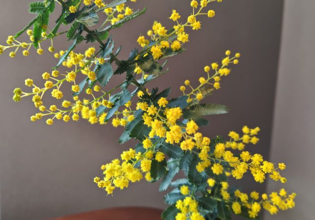 小豆餅店に春がやってきました