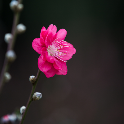【春の訪れは〇〇〇の季節】